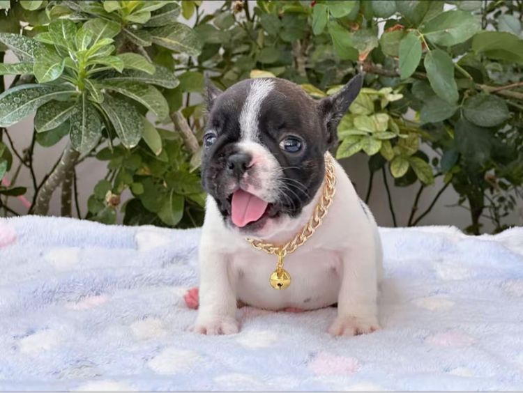 เฟรนบลูด็อก ชาย ลายวัว รูปที่ 6