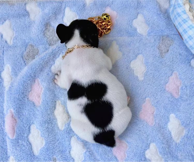 เฟรนบลูด็อก ชาย ลายวัว รูปที่ 16