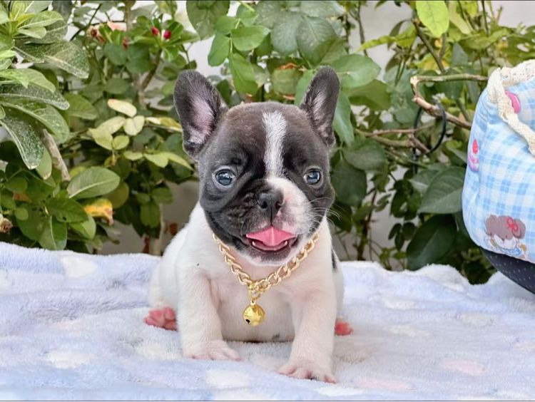 เฟรนบลูด็อก ชาย ลายวัว รูปที่ 3