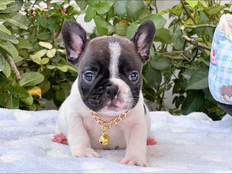 เฟรนบลูด็อก ชาย ลายวัว รูปที่ 12