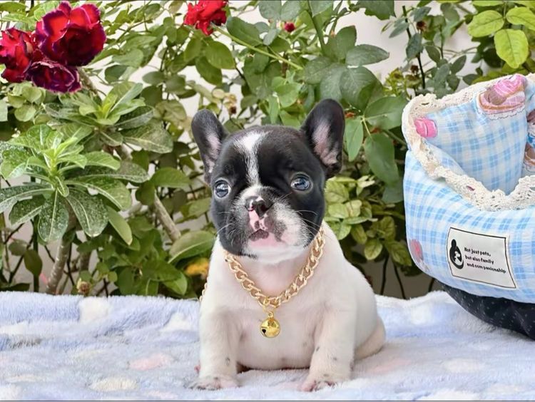 เฟรนบลูด็อก ชาย ลายวัว รูปที่ 11