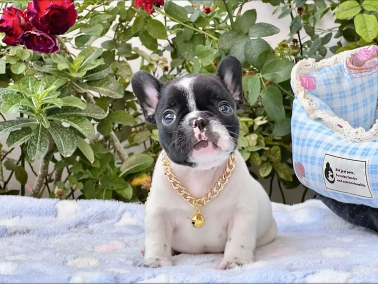 เฟรนบลูด็อก ชาย ลายวัว รูปที่ 13