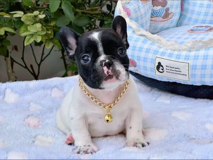 เฟรนบลูด็อก ชาย ลายวัว รูปที่ 3