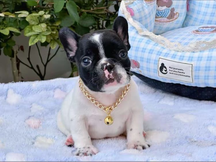 เฟรนบลูด็อก ชาย ลายวัว รูปที่ 5