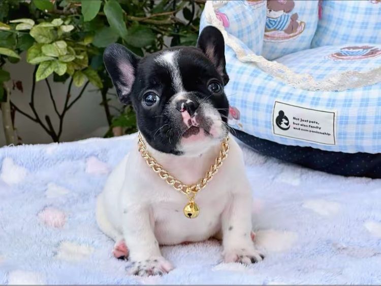 เฟรนบลูด็อก ชาย ลายวัว รูปที่ 2