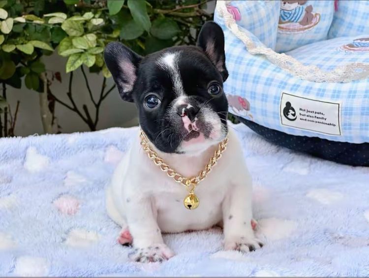 เฟรนบลูด็อก ชาย ลายวัว รูปที่ 6