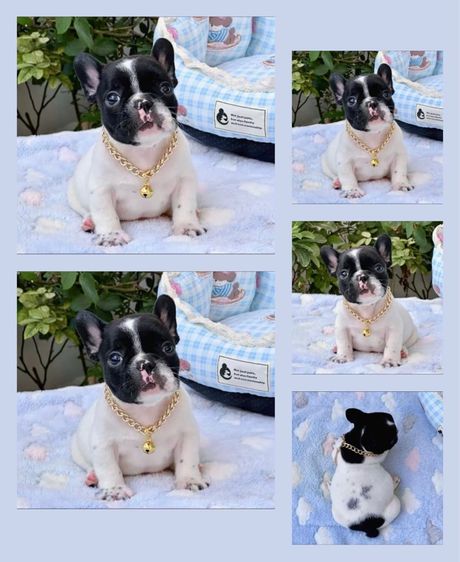 เฟรนบลูด็อก ชาย ลายวัว