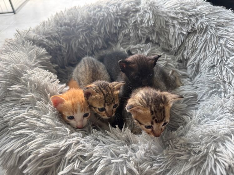 น้องแมว รูปที่ 3