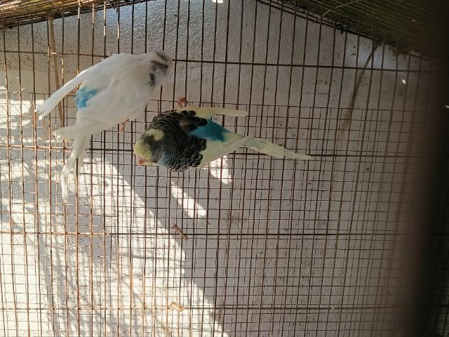 นกหงษ์อังกฤษ รูปที่ 6