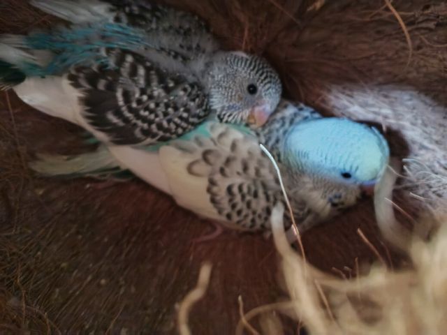 นกหงษ์อังกฤษ