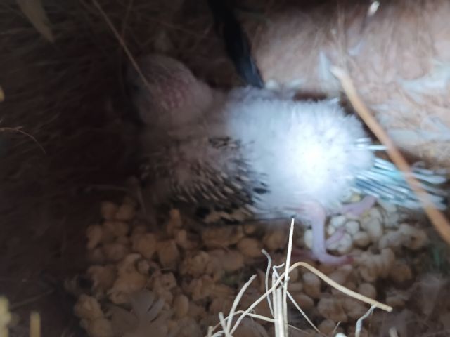 นกหงษ์อังกฤษ รูปที่ 3