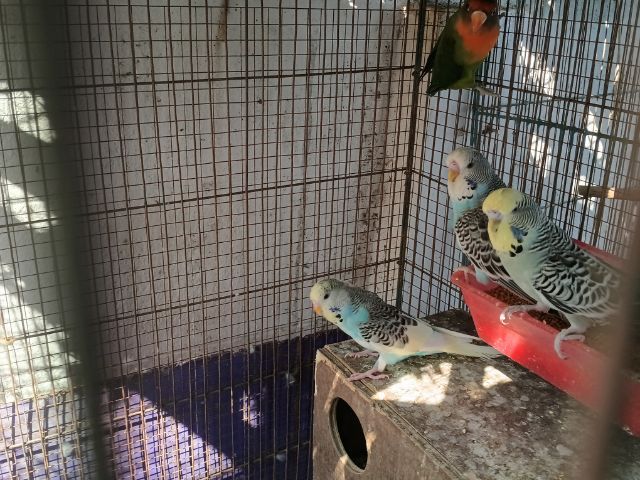 นกหงษ์อังกฤษ รูปที่ 7