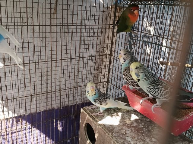 นกหงษ์อังกฤษ รูปที่ 8