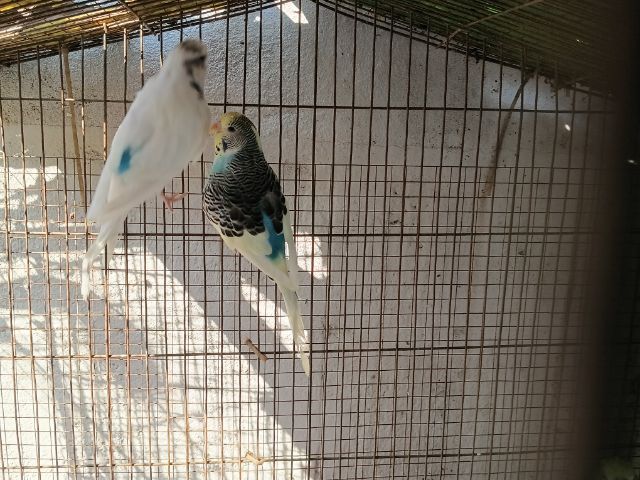 นกหงษ์อังกฤษ รูปที่ 5