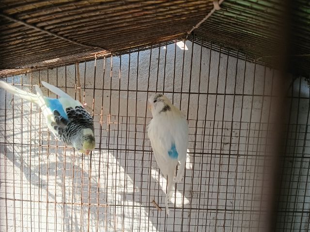 นกหงษ์อังกฤษ รูปที่ 4