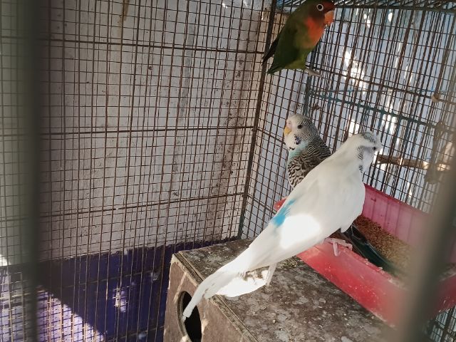 นกหงษ์อังกฤษ รูปที่ 2