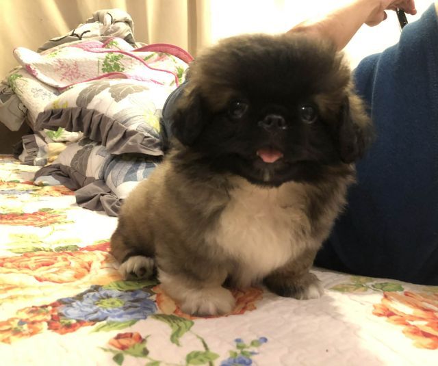 ปักกิ่ง สาวน้อย  พร้อมย้ายบ้าน รูปที่ 5