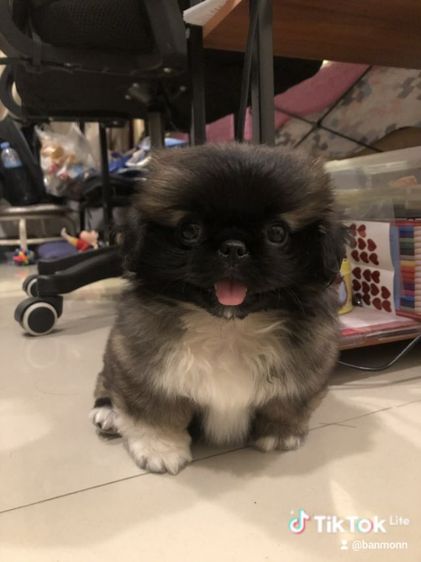 ปักกิ่ง สาวน้อย  พร้อมย้ายบ้าน รูปที่ 2