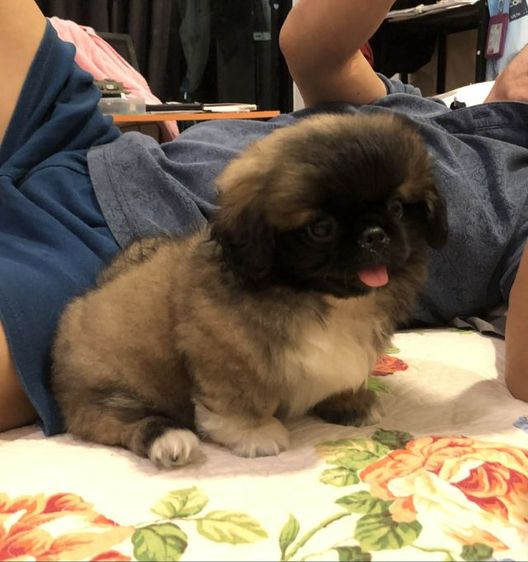 ปักกิ่ง (Pekingese) กลาง ปักกิ่ง สาวน้อย  พร้อมย้ายบ้าน