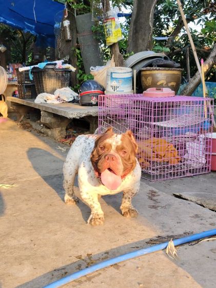 แบ่งพ่อพันธุ์บลูลี่ EXOTIC