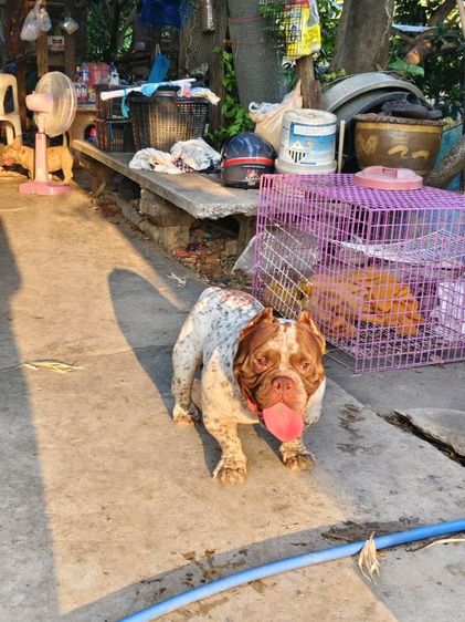 แบ่งพ่อพันธุ์บลูลี่ EXOTIC รูปที่ 5