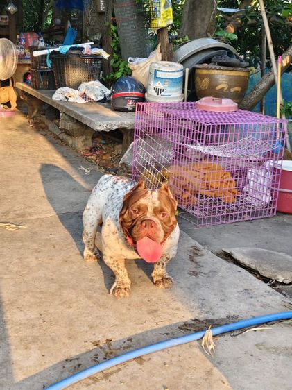 แบ่งพ่อพันธุ์บลูลี่ EXOTIC รูปที่ 2