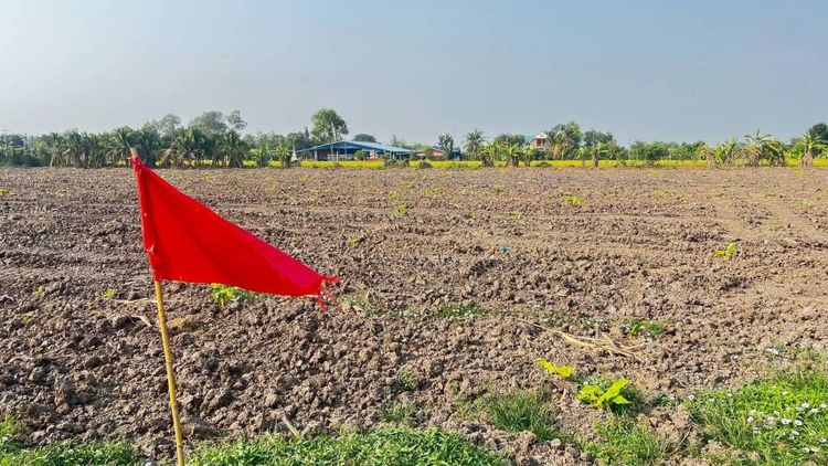 ไม่ใช่ ที่ดินคลอง 11 หนองเสือ ปทุมธานี ขายเพียง ไร่ละ 845,000 บาทเท่านั้น‼️ซื้อยก 2 ไร่
ถนนกว้างมาก 11 เมตร น้ำประปา ไฟฟ้า ครบ รูปที่ 3