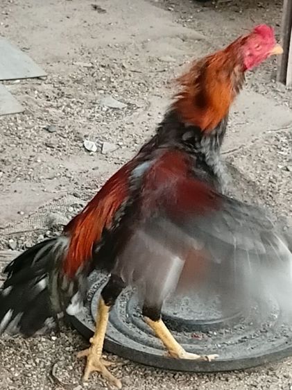 ไก่ชนสายพันธ์ พม่าลูกหน้าไก่7เดือน รูปที่ 2