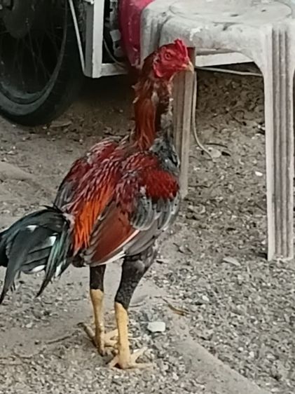 ไก่ชนสายพันธ์ พม่าลูกหน้าไก่7เดือน รูปที่ 3