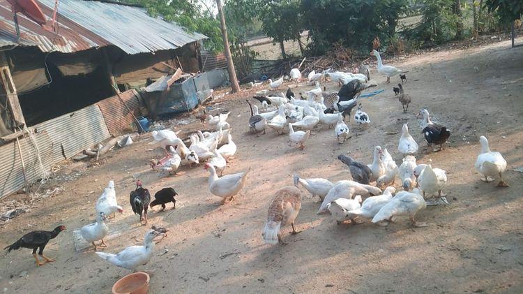 ขายเป็ด บาบารี่ สวยๆ กิโลละ 80 บาท ถ้าเอา 3 ตัวขึ้นไป หรือมาจับเอง กิโลละ 75 บาท รูปที่ 4