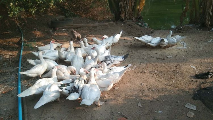 ขายเป็ด บาบารี่ สวยๆ กิโลละ 80 บาท ถ้าเอา 3 ตัวขึ้นไป หรือมาจับเอง กิโลละ 75 บาท รูปที่ 2