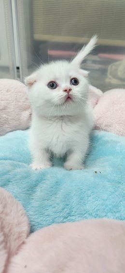 ❗️ปิดรับได้บ้านแล้ว❗️มันช์กินหูพับ รูปที่ 5