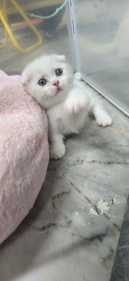 ❗️ปิดรับได้บ้านแล้ว❗️มันช์กินหูพับ รูปที่ 2