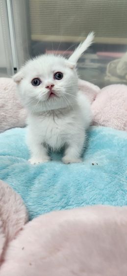 ❗️ปิดรับได้บ้านแล้ว❗️มันช์กินหูพับ รูปที่ 3