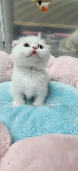 ❗️ปิดรับได้บ้านแล้ว❗️มันช์กินหูพับ รูปที่ 6