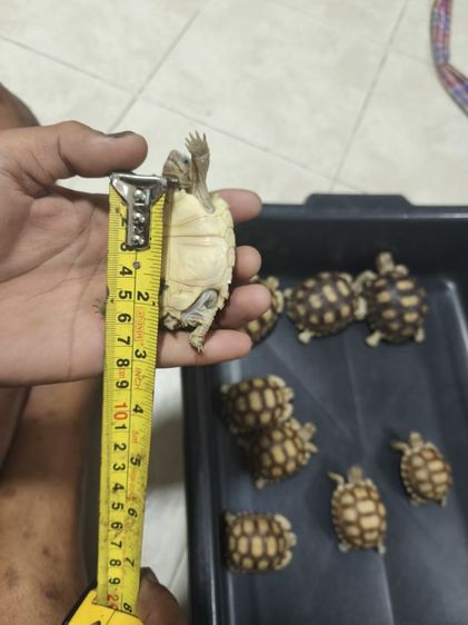 เต่าซูคาต้า เหมาๆ17ใบเทา โทรมาได้เลย