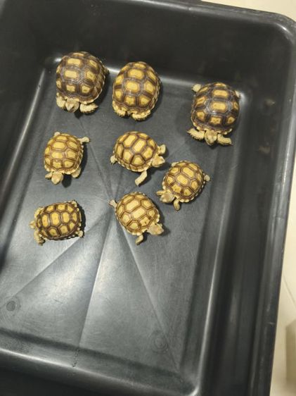 เต่าซูคาต้า เหมาๆ17ใบเทา โทรมาได้เลย รูปที่ 2