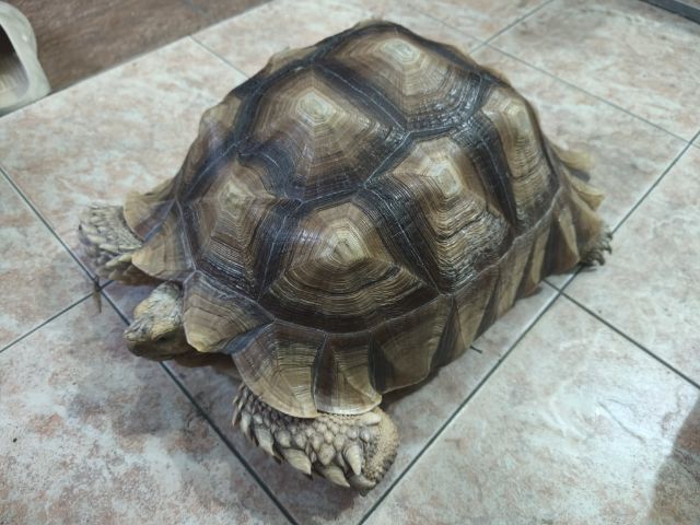 เต่าซูคาต้า เหมาๆ17ใบเทา โทรมาได้เลย รูปที่ 3