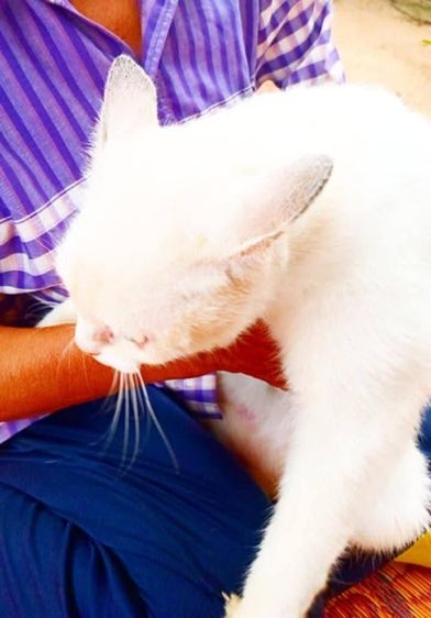 เเมวเปอร์เซียสีขาว รูปที่ 3