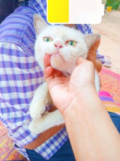 เเมวเปอร์เซียสีขาว รูปที่ 2