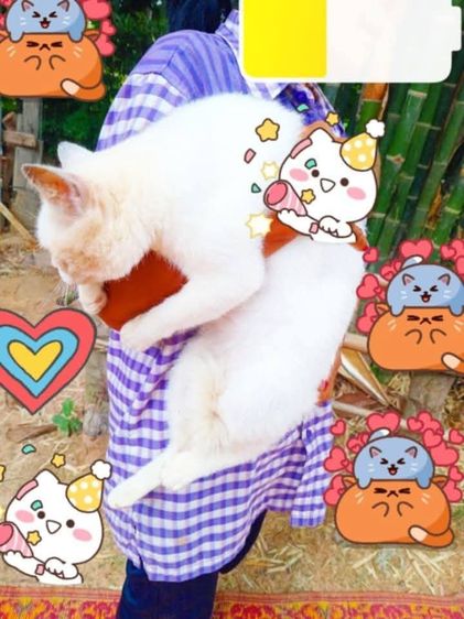 เเมวเปอร์เซียสีขาว รูปที่ 5