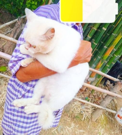เเมวเปอร์เซียสีขาว รูปที่ 6