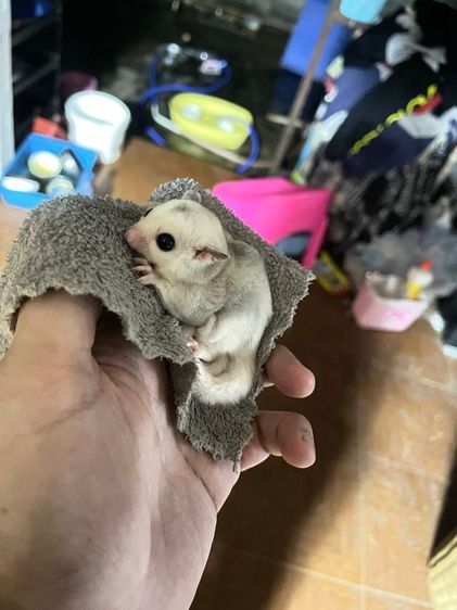 ชูก้าไรเดอร์ ครีมมิโน่ ลู ไวเฟส โมซาอิ