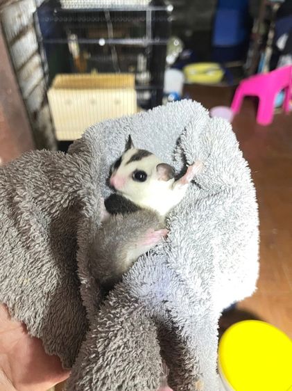 ชูก้าไรเดอร์ ครีมมิโน่ ลู ไวเฟส โมซาอิ รูปที่ 3