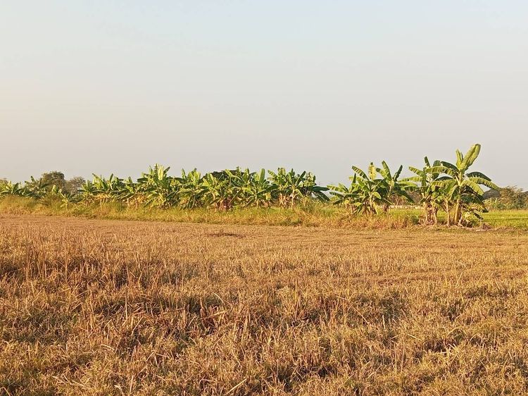 ที่นาให้เช่า ต.ทรายกองดินใต้ เขตคลองสามวา มีนบุรี จ.กรุงเทพมหานคร รูปที่ 4