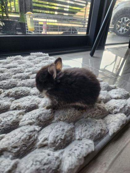 กระต่ายND