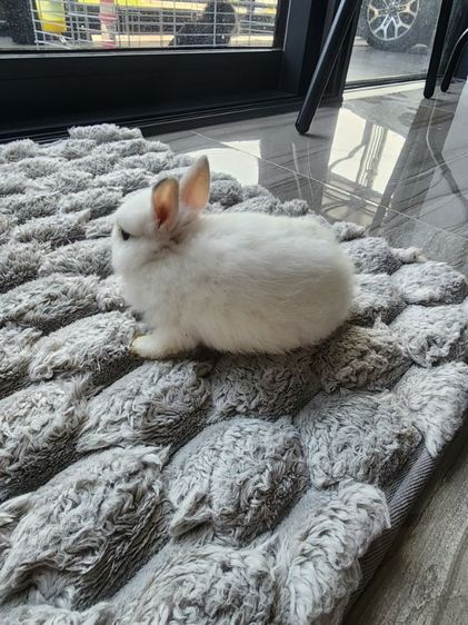 กระต่ายND รูปที่ 3