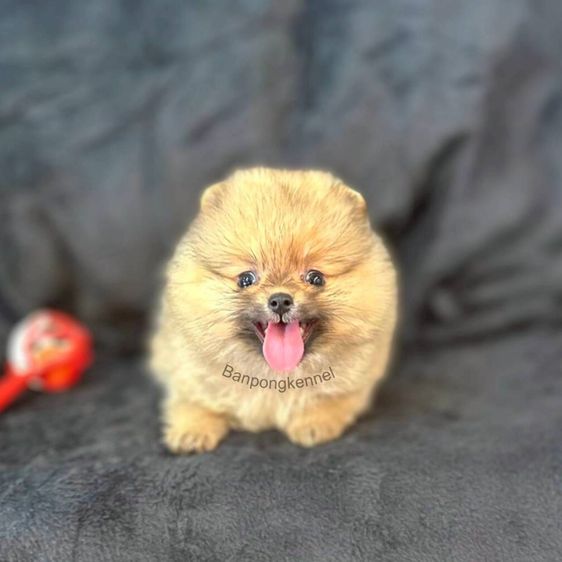 ลูกสุนัข รูปที่ 4