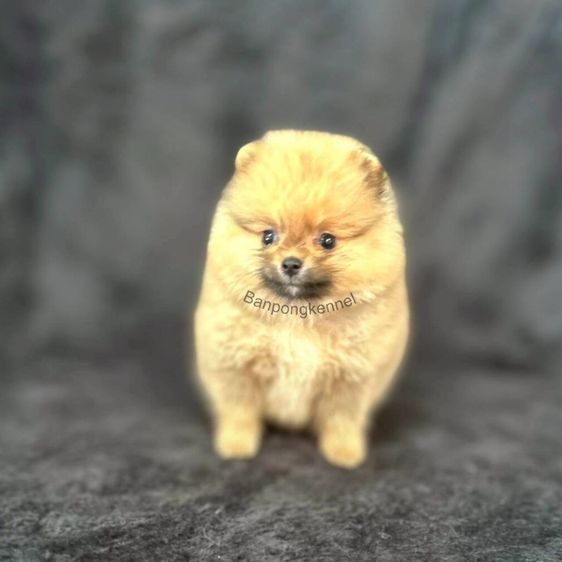 ลูกสุนัข รูปที่ 2