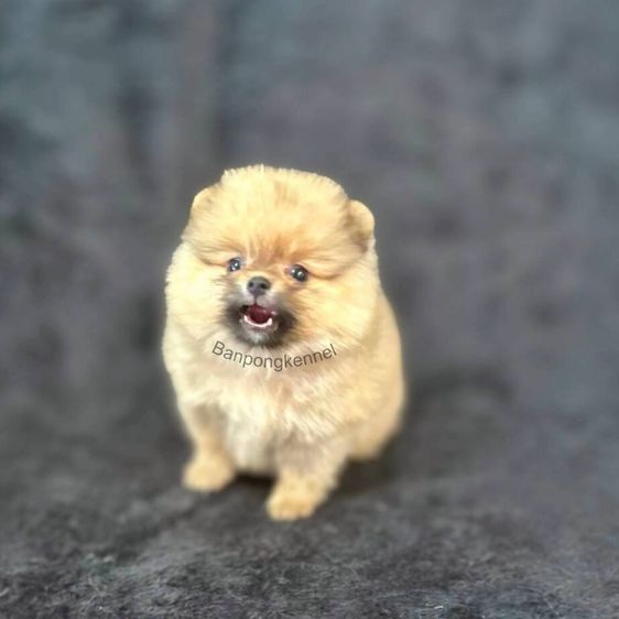 ปอมเมอเรเนียน (Pomeranian) เล็ก ลูกสุนัข